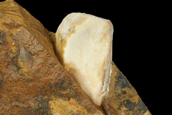 Unidentified Fossil Seed From North Dakota - Paleocene #95818